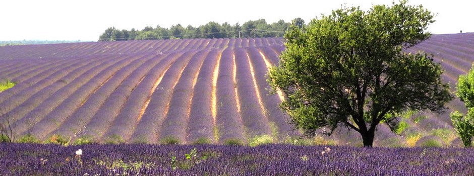 lavandesretouchée.jpg