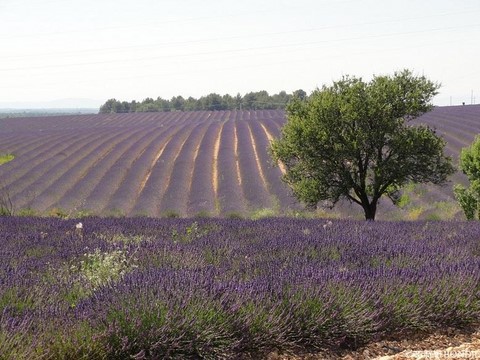 Amandier dans un champ de lavande