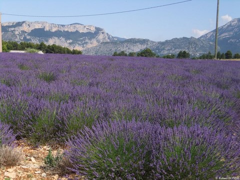 Sur le plateau de Valensole